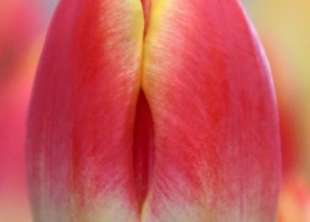 Tulipa Candy Corner (4)